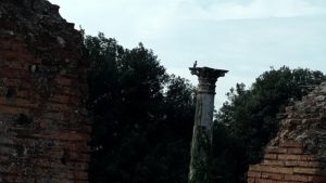 bird on a column