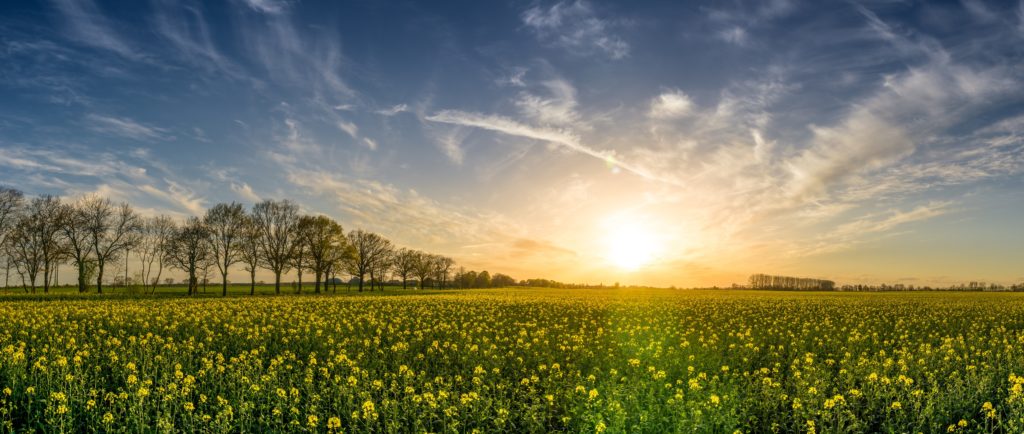 Beautiful agricultural field